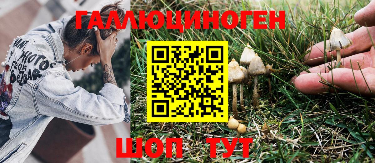 Псилоцибиновые грибы Psilocybe  Вход с VPN  Галлюциногенные грибы Psilocybe  Карачаевск 